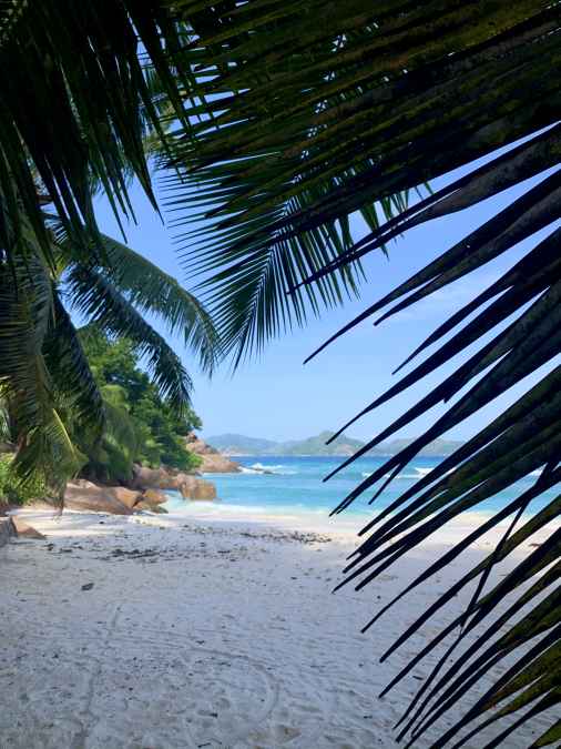 Anse georgette beach palm