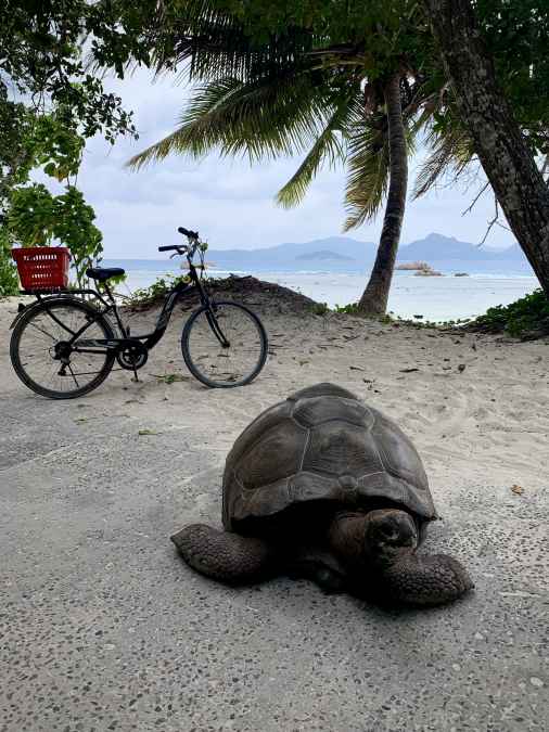 Old giant tortoise la digue