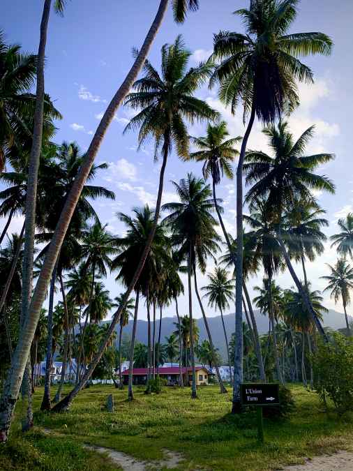 Seychelles palms