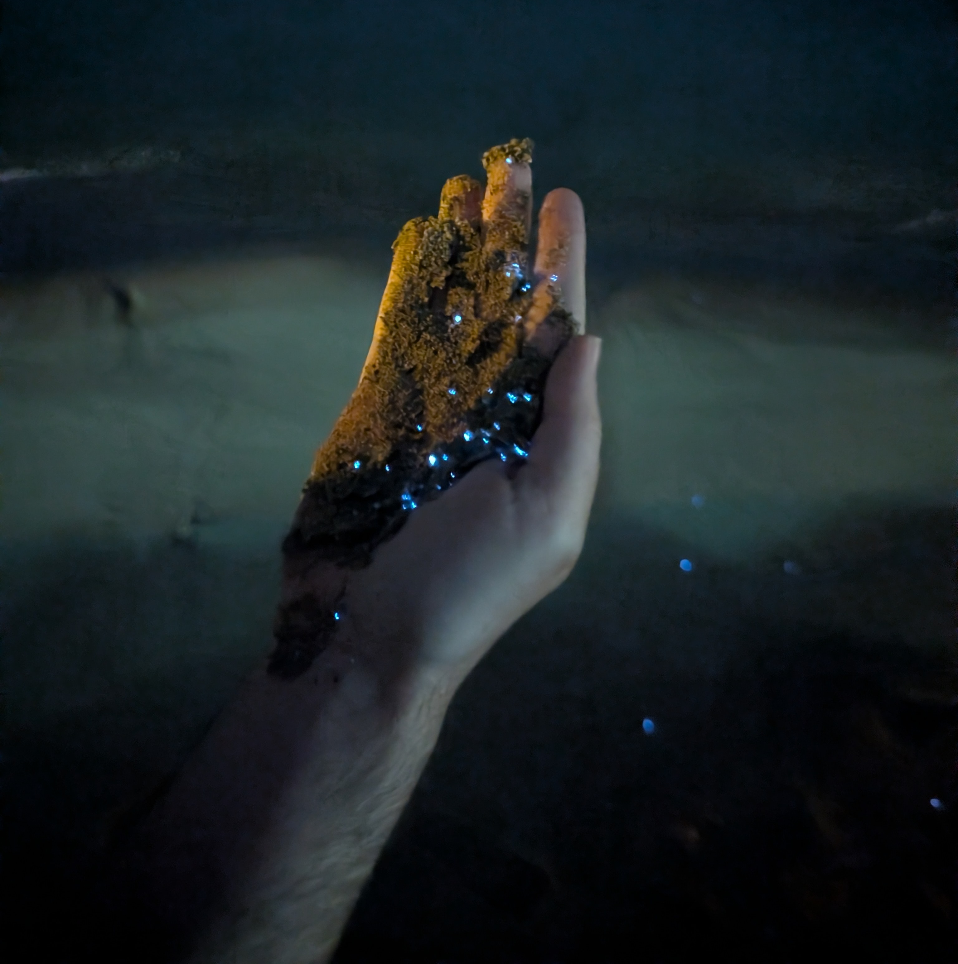 Ostracods bioluminescence plankton glowing in Oman