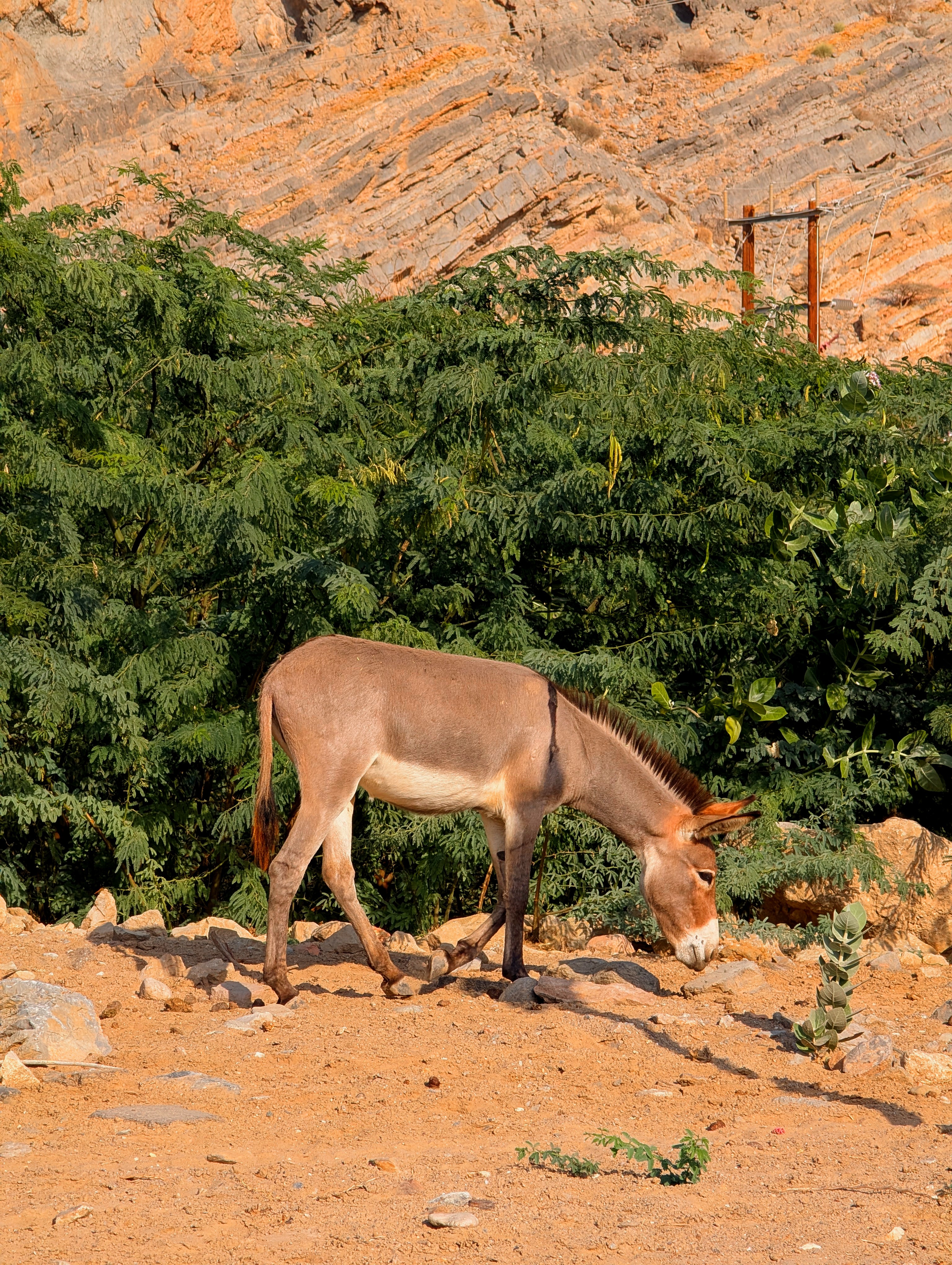 Day stop near Bandar Al Khairan with donkeys on the road
