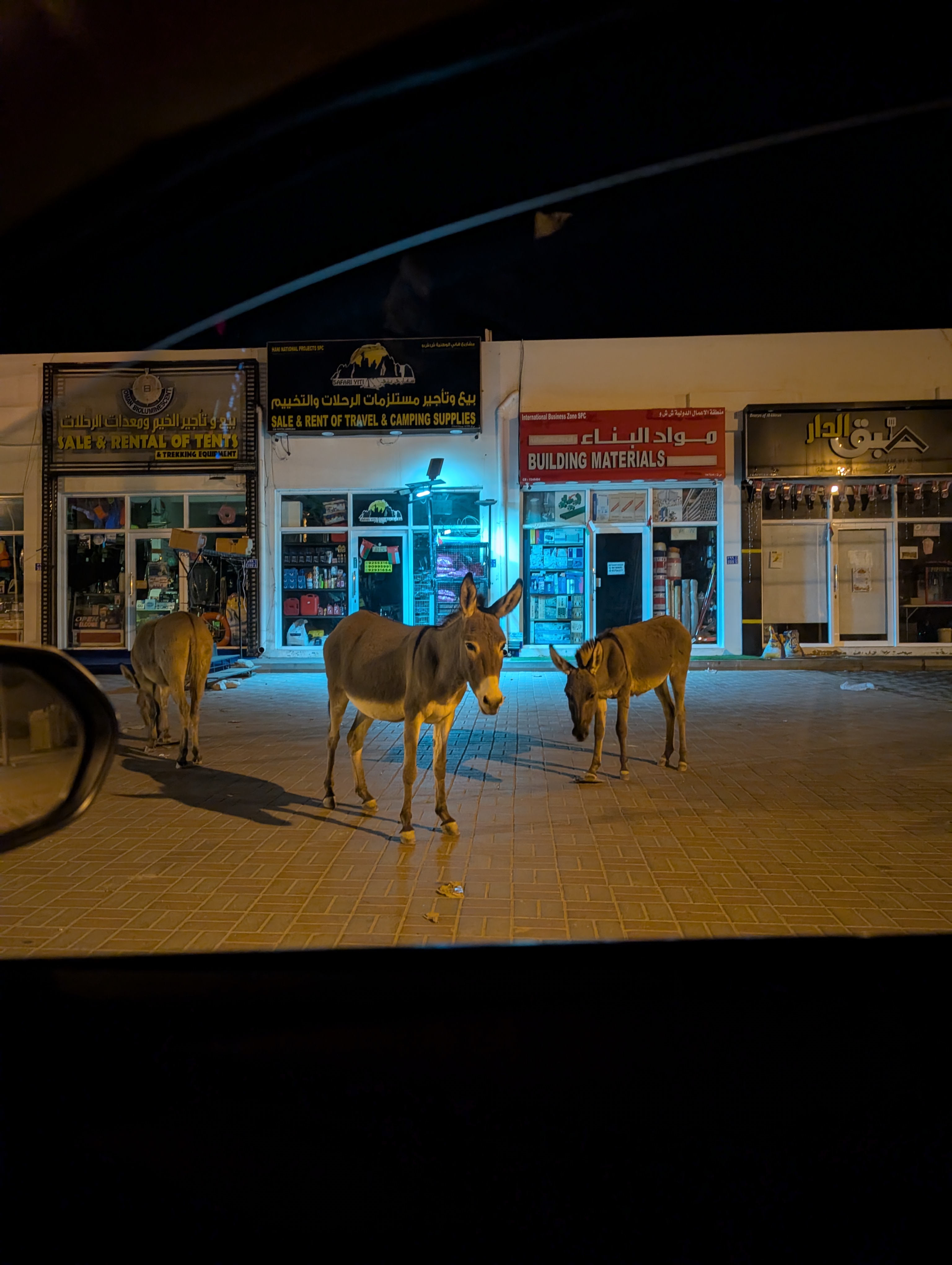 Night return on the same route during plankton search