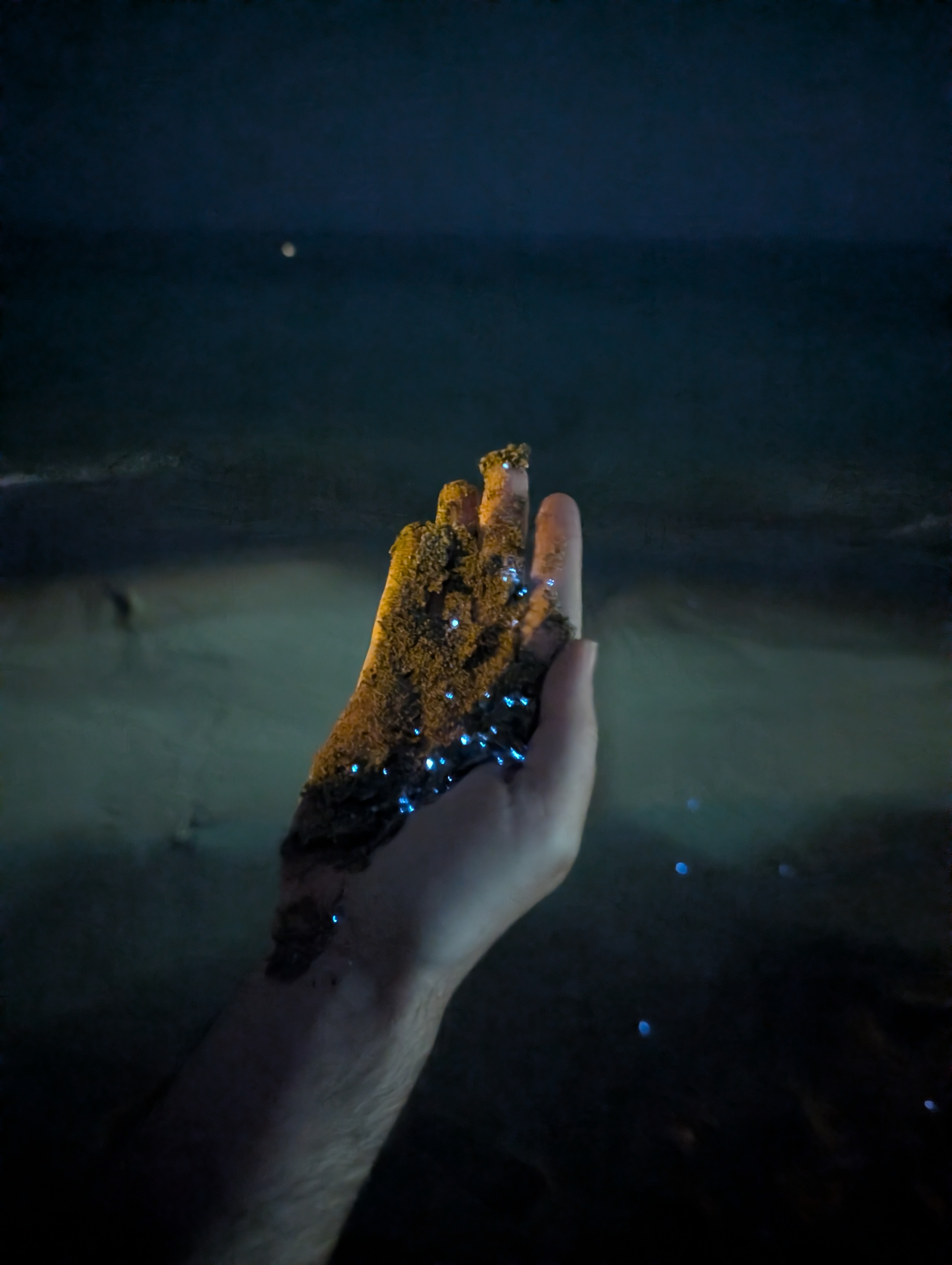 Night coastline during plankton search in Oman
