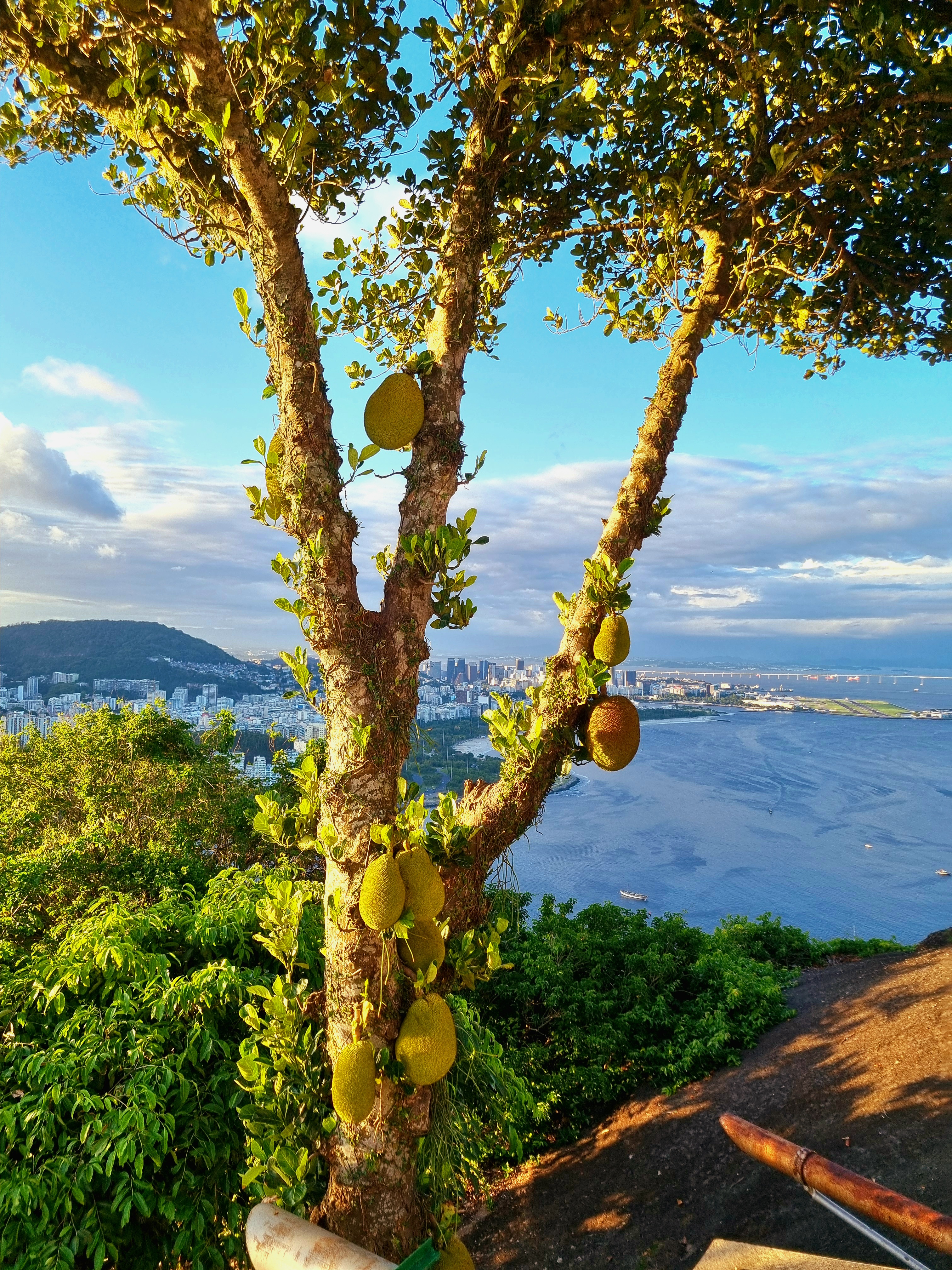 View from Sugarloaf Mountain in Rio with the city and a durian tree in one frame