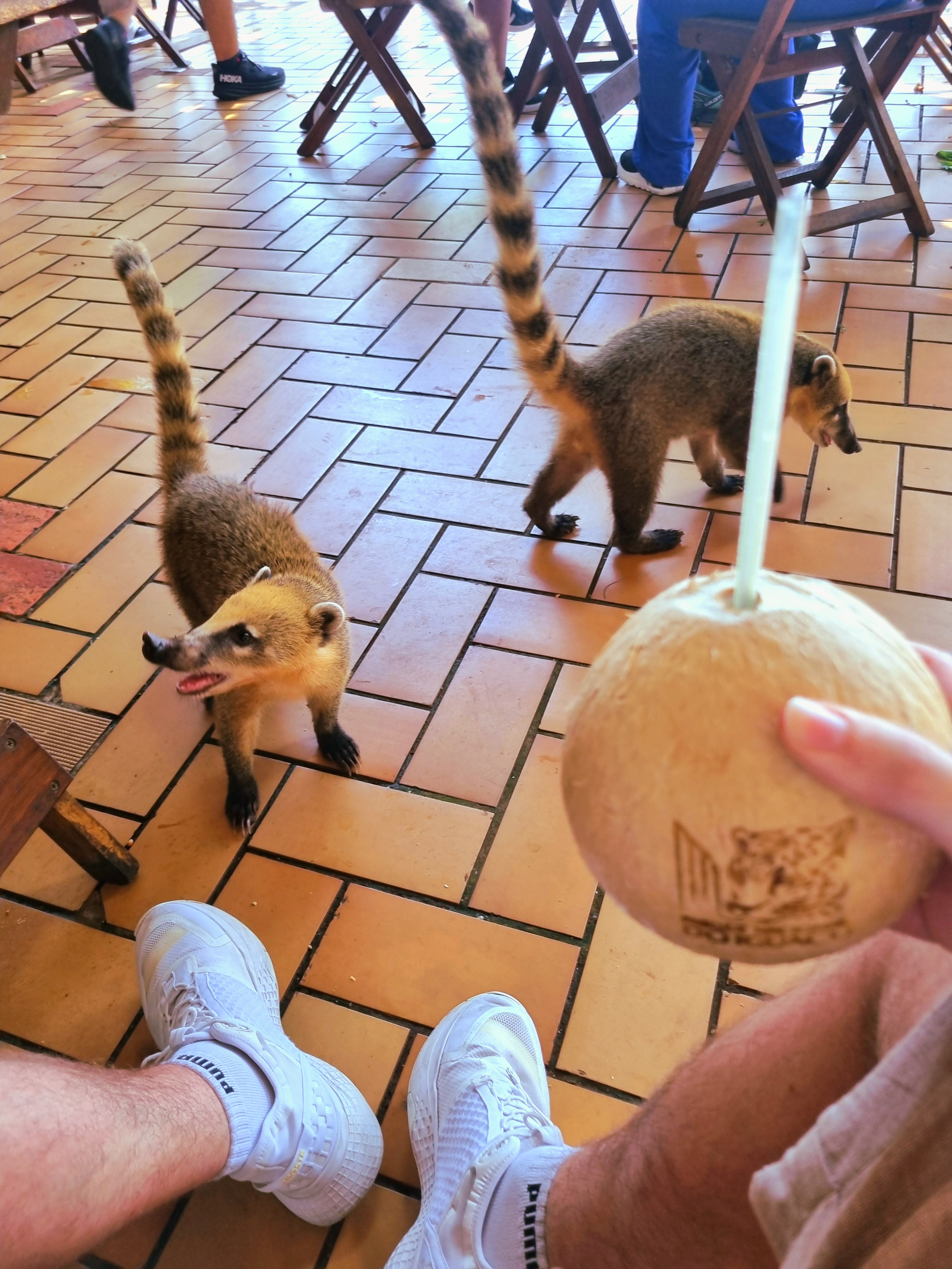 Two coatis want to steal my coconut